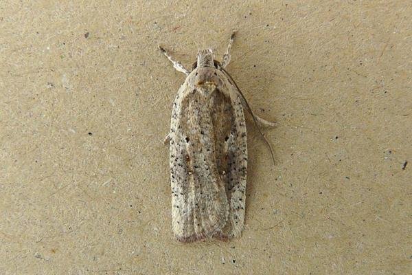 Agonopterix nervosa, adult. Chester-le-Street, 03-08-2008. Copyright Keith Dover. Agonopterix nervosa, adult. Chester-le-Street, 03-08-2008. Copyright Keith Dover.
