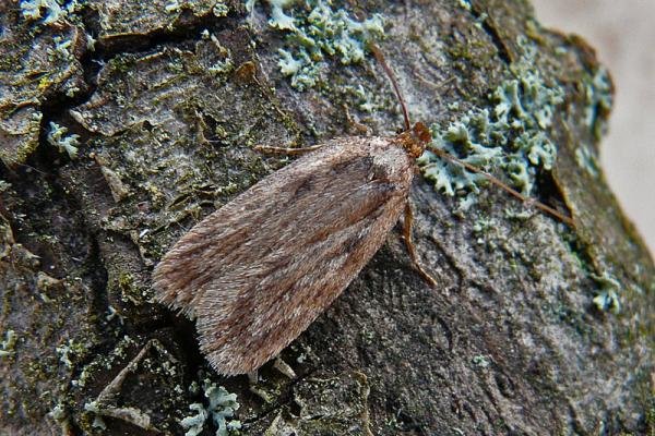 Parsnip Moth (Depressaria radiella), adult. Taken outside Durham, 12-04-2011. Copyright Keith Dover. Parsnip Moth (Depressaria radiella), adult. Taken outside Durham, 12-04-2011. Copyright Keith Dover.