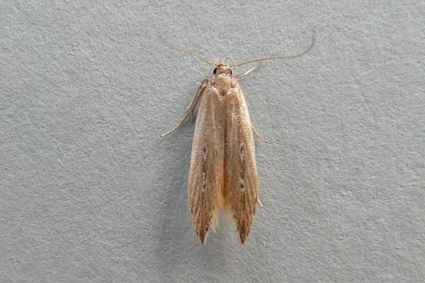 Limnaecia phragmitella, adult. Chester-le-Street, 25-07-2013. Copyright Keith Dover.