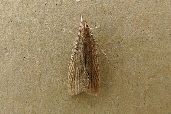 Helcystogramma rufescens, adult. Chester-le-Street, 23-07-2008. Copyright Keith Dover. Helcystogramma rufescens, adult. Chester-le-Street, 23-07-2008. Copyright Keith Dover.