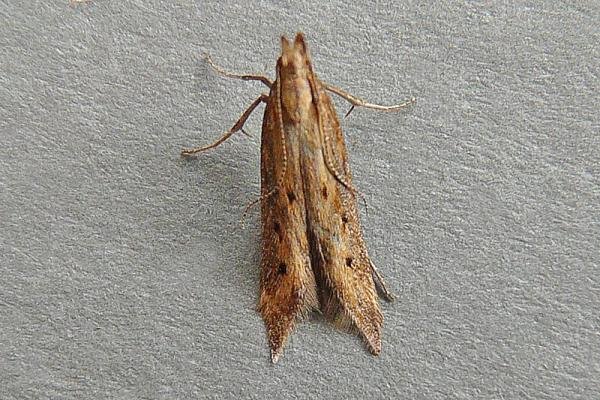 Metzneria metzneriella, adult. Chester-le-Street, 01-07-2009. Copyright Keith Dover. Metzneria metzneriella, adult. Chester-le-Street, 01-07-2009. Copyright Keith Dover.