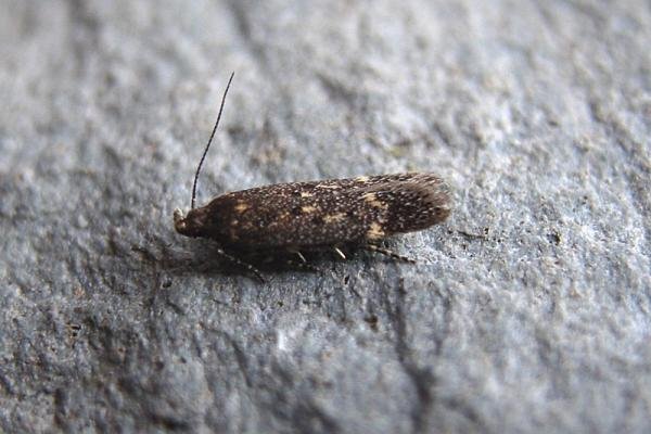 Bryotropha affinis, adult. Taken outside Durham, 10-07-2005. Copyright Keith Dover. Bryotropha affinis, adult. Taken outside Durham, 10-07-2005. Copyright Keith Dover.