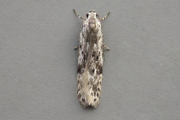 Carpatolechia proximella, adult. Taken outside Durham, 11-06-2007. Copyright Keith Dover. Carpatolechia proximella, adult. Taken outside Durham, 11-06-2007. Copyright Keith Dover.