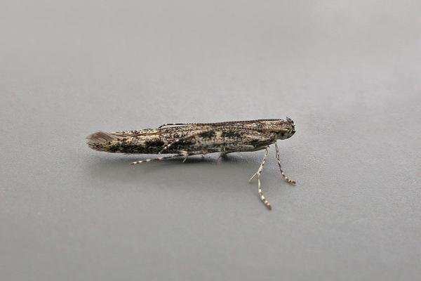 Batrachedra praeangusta, adult. Chester-le-Street. Copyright Keith Dover.