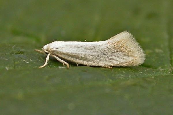 Elachista argentella, adult. 10-06-2009. Copyright Keith Dover.