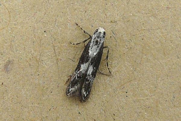 Blastodacna hellerella, adult. Chester-le-Street, 22-07-2008. Copyright Keith Dover.