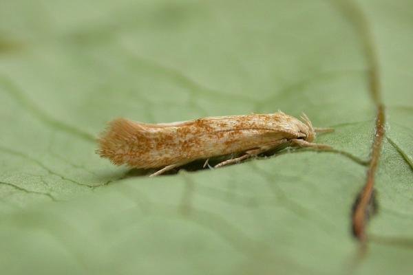 Mompha ochraceella, adult. Chester-le-Street, 12-07-2021. Copyright Keith Dover.