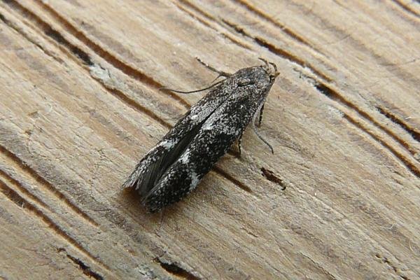 Mompha subbistrigella, adult. Chester-le-Street, 23-05-2008. Copyright Keith Dover.