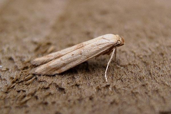 Blastobasis lacticolella, adult. Chester-le-Street, 16-10-2006. Copyright Keith Dover.