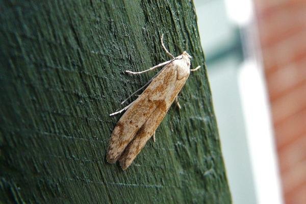 Blastobasis lacticolella, adult. Chester-le-Street, 16-10-2009. Copyright Keith Dover. Blastobasis lacticolella, adult. Chester-le-Street, 16-10-2009. Copyright Keith Dover.
