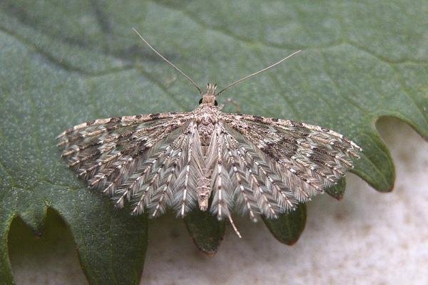 Many-plumed Moth (Alucita hexadactyla), adult. Chester-le-Street, 23-04-2007. Copyright Keith Dover.