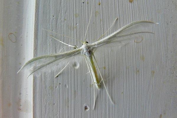 White Plume (Pterophorus pentadactyla), adult. Taken outside Durham, 02-07-2009. Copyright Keith Dover. White Plume (Pterophorus pentadactyla), adult. Taken outside Durham, 02-07-2009. Copyright Keith Dover.