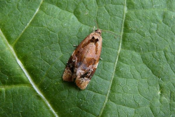 Red-barred Tortrix (Ditula angustiorana), adult. Taken outside Durham, 08-07-2005. Copyright Keith Dover. Red-barred Tortrix (Ditula angustiorana), adult. Taken outside Durham, 08-07-2005. Copyright Keith Dover.