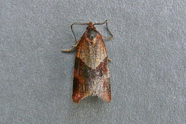 Philedone gerningana, adult. Chester-le-Street, 11-07-2010. Copyright Keith Dover.