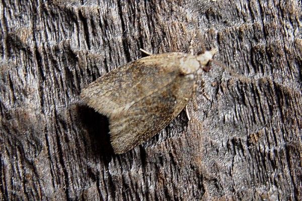 Capua vulgana, adult. Taken outside Durham, 18-05-2007. Copyright Keith Dover. Capua vulgana, adult. Taken outside Durham, 18-05-2007. Copyright Keith Dover.