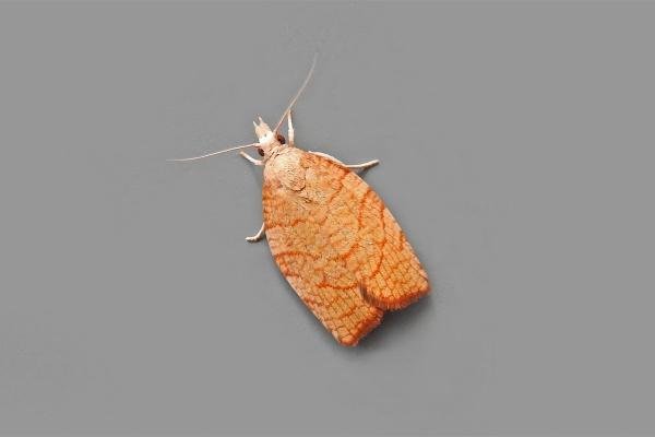 Chequered Fruit-tree Tortrix (Pandemis corylana), adult. Chester-le-Street. Copyright Keith Dover.