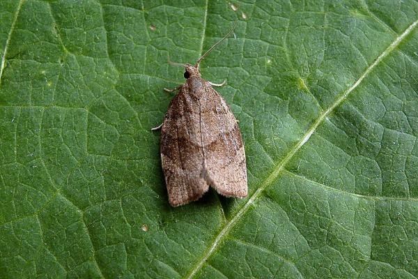 Dark Fruit-tree Tortrix (Pandemis heparana), adult. Taken outside Durham, 08-07-2005. Copyright Keith Dover. Dark Fruit-tree Tortrix (Pandemis heparana), adult. Taken outside Durham, 08-07-2005. Copyright Keith Dover.