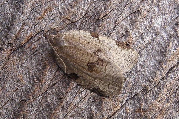 Lozotaenia forsterana, adult. Chester-le-Street, 02-07-2007. Copyright Keith Dover. Lozotaenia forsterana, adult. Chester-le-Street, 02-07-2007. Copyright Keith Dover.