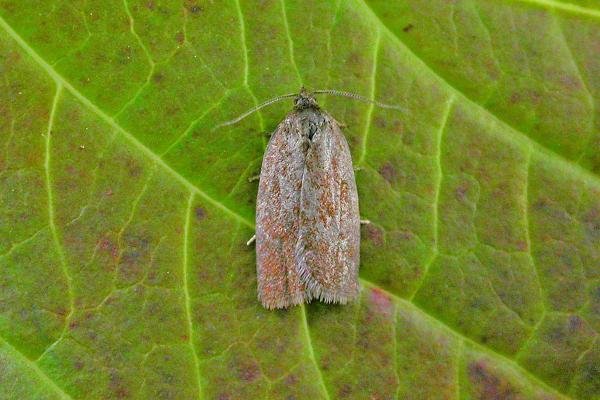 Bilberry Tortrix (Aphelia viburnana), adult. Taken outside Durham, 11-08-2015. Copyright Keith Dover. Bilberry Tortrix (Aphelia viburnana), adult. Taken outside Durham, 11-08-2015. Copyright Keith Dover.