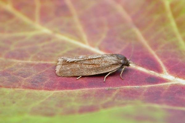 Bilberry Tortrix (Aphelia viburnana), adult. Taken outside Durham, 11-08-2015. Copyright Keith Dover. Bilberry Tortrix (Aphelia viburnana), adult. Taken outside Durham, 11-08-2015. Copyright Keith Dover.