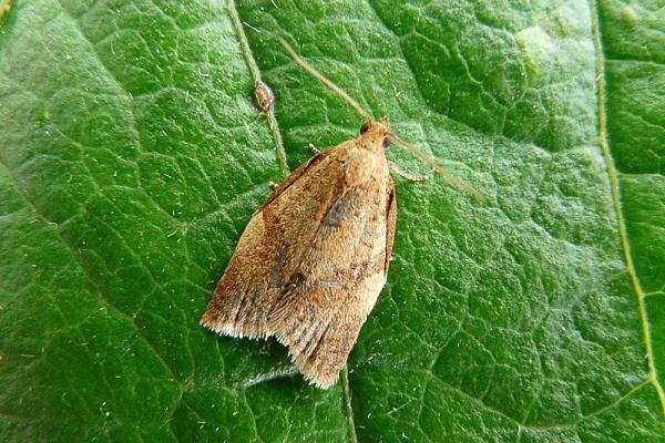 Clepsis consimilana, adult. Chester-le-Street, 04-07-2011. Copyright Keith Dover. Clepsis consimilana, adult. Chester-le-Street, 04-07-2011. Copyright Keith Dover.