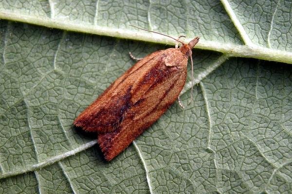Light Brown Apple Moth (Epiphyas postvittana), adult. Taken outside Durham, 13-09-2005. Copyright Keith Dover. Light Brown Apple Moth (Epiphyas postvittana), adult. Taken outside Durham, 13-09-2005. Copyright Keith Dover.