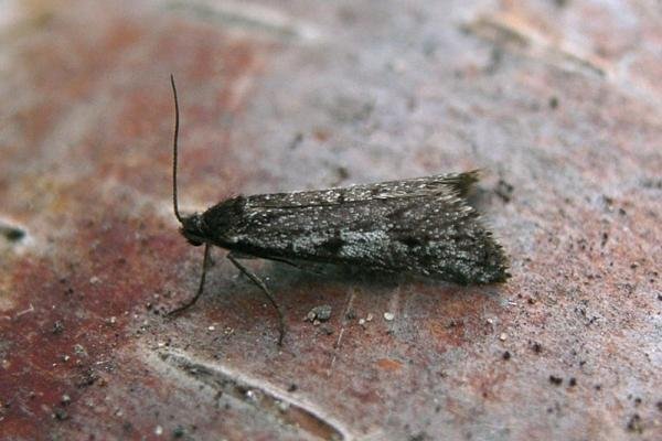Exapate congelatella, adult. Taken outside Durham, 22-10-2006. Copyright Keith Dover. Exapate congelatella, adult. Taken outside Durham, 22-10-2006. Copyright Keith Dover.