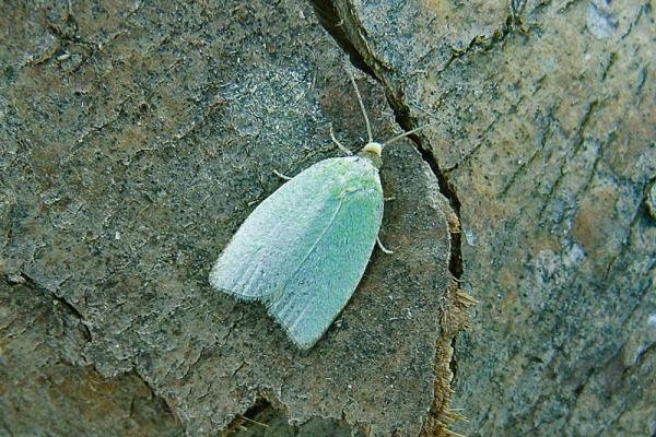 Green Oak Tortrix (Tortrix viridana), adult. Chester-le-Street, 29-06-2009. Copyright Keith Dover. Green Oak Tortrix (Tortrix viridana), adult. Chester-le-Street, 29-06-2009. Copyright Keith Dover.