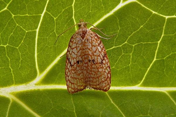 Acleris forsskaleana, adult. Chester-le-Street, 11-08-2007. Copyright Keith Dover. Acleris forsskaleana, adult. Chester-le-Street, 11-08-2007. Copyright Keith Dover.
