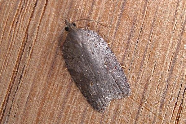 Acleris sparsana, adult. Taken outside Durham, 16-10-2007. Copyright Keith Dover. Acleris sparsana, adult. Taken outside Durham, 16-10-2007. Copyright Keith Dover.