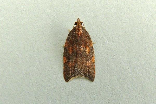Rhomboid Tortrix (Acleris rhombana), adult. Chester-le-Street, 12-09-2013. Copyright Keith Dover. Rhomboid Tortrix (Acleris rhombana), adult. Chester-le-Street, 12-09-2013. Copyright Keith Dover.