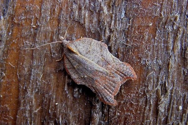 Acleris emargana, adult. Chester-le-Street, 17-08-2006. Copyright Keith Dover. Acleris emargana, adult. Chester-le-Street, 17-08-2006. Copyright Keith Dover.
