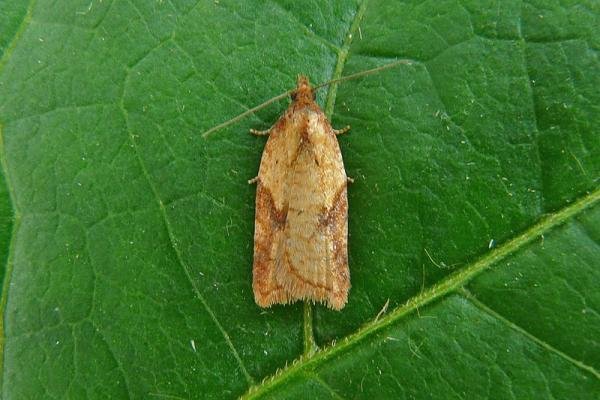 Acleris aspersana, adult. Chester-le-Street, 21-08-2012. Copyright Keith Dover. Acleris aspersana, adult. Chester-le-Street, 21-08-2012. Copyright Keith Dover.