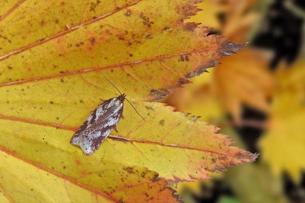Acleris hyemana, adult. Chester-le-Street, 21-10-2017. Copyright Keith Dover.