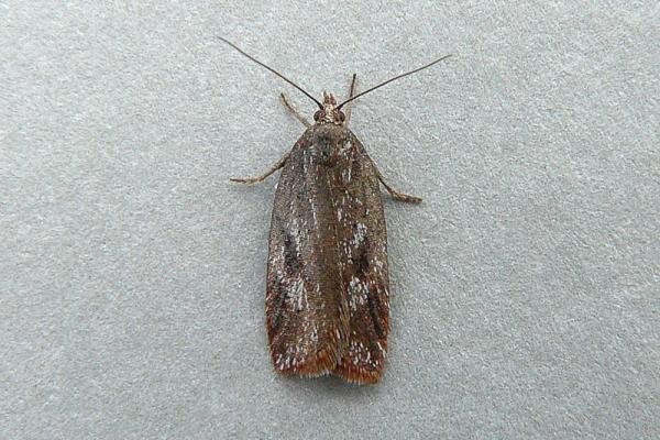 Acleris hyemana, adult. Chester-le-Street, 30-04-2010. Copyright Keith Dover. Acleris hyemana, adult. Chester-le-Street, 30-04-2010. Copyright Keith Dover.
