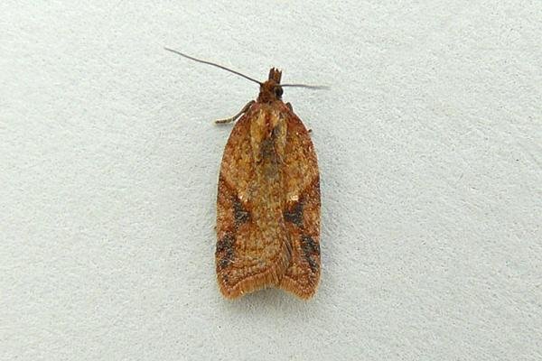 Acleris ferrugana/notana, adult. Chester-le-Street, 10-08-2012. Copyright Keith Dover. Acleris ferrugana/notana, adult. Chester-le-Street, 10-08-2012. Copyright Keith Dover.