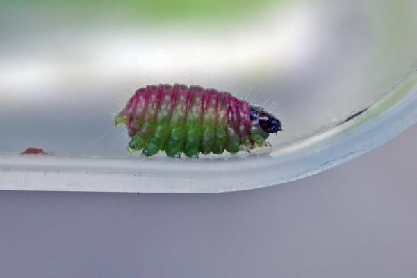 Phtheochroa rugosana, larval. Low Conniscliffe, 31-07-2021. Copyright Keith Dover.