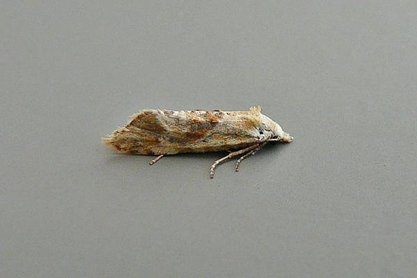 Cochylimorpha straminea, adult. Chester-le-Street, 29-08-2014. Copyright Keith Dover. Cochylimorpha straminea, adult. Chester-le-Street, 29-08-2014. Copyright Keith Dover.