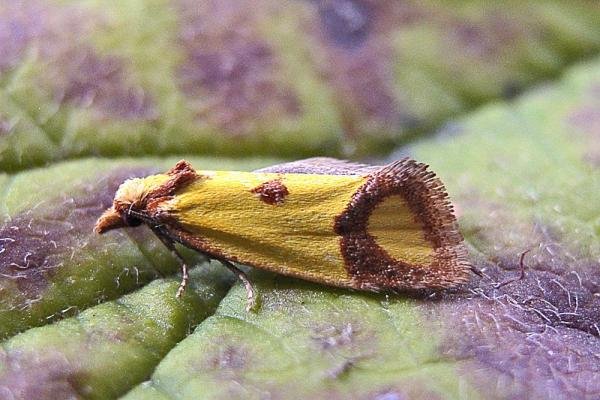 Agapeta zoegana, adult. Taken outside Durham, 19-07-2007. Copyright Keith Dover. Agapeta zoegana, adult. Taken outside Durham, 19-07-2007. Copyright Keith Dover.