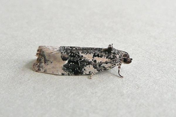 Apotomis turbidana, adult. Taken outside Durham, 07-07-2013. Copyright Keith Dover. Apotomis turbidana, adult. Taken outside Durham, 07-07-2013. Copyright Keith Dover.