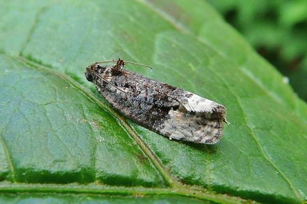 Apotomis betuletana, adult. Chester-le-Street, 24-08-2011. Copyright Keith Dover. Apotomis betuletana, adult. Chester-le-Street, 24-08-2011. Copyright Keith Dover.