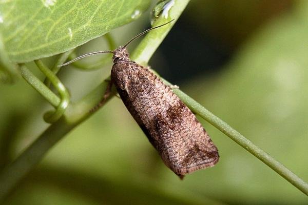 Celypha striana, adult. Chester-le-Street, 03-07-2007. Copyright Keith Dover. Celypha striana, adult. Chester-le-Street, 03-07-2007. Copyright Keith Dover.