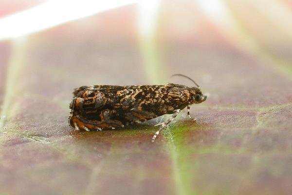 Cherry Bark Tortrix (Enarmonia formosana), adult. Chester-le-Street, 11-08-2015. Copyright Keith Dover. Cherry Bark Tortrix (Enarmonia formosana), adult. Chester-le-Street, 11-08-2015. Copyright Keith Dover.