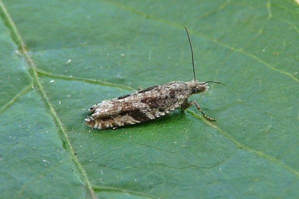 Ancylis unguicella, adult. Waskerley Park, 11-06-2014. Copyright Keith Dover. Ancylis unguicella, adult. Waskerley Park, 11-06-2014. Copyright Keith Dover.
