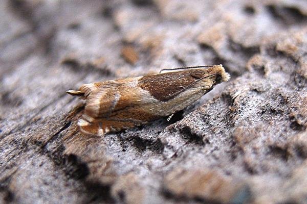 Ancylis badiana, adult. Chester-le-Street, 28-07-2007. Copyright Keith Dover. Ancylis badiana, adult. Chester-le-Street, 28-07-2007. Copyright Keith Dover.