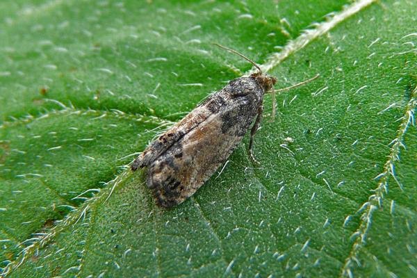 Bud Moth (Spilonota ocellana), adult. Chester-le-Street, 03-08-2011. Copyright Keith Dover.