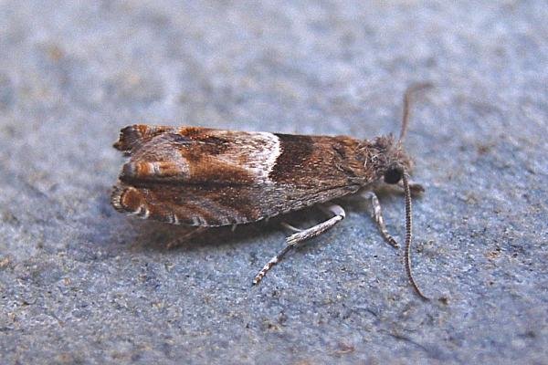 Nut Bud Moth (Epinotia tenerana), adult. Taken outside Durham, 05-07-2007. Copyright Keith Dover. Nut Bud Moth (Epinotia tenerana), adult. Taken outside Durham, 05-07-2007. Copyright Keith Dover.