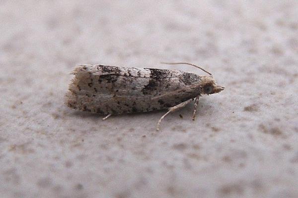 Epinotia bilunana, adult. Chester-le-Street, 23-06-2007. Copyright Keith Dover. Epinotia bilunana, adult. Chester-le-Street, 23-06-2007. Copyright Keith Dover.