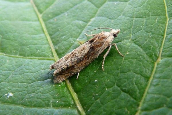 Eucosma hohenwartiana, adult. Wingate Quarry, 14-07-2011. Copyright Keith Dover. Eucosma hohenwartiana, adult. Wingate Quarry, 14-07-2011. Copyright Keith Dover.
