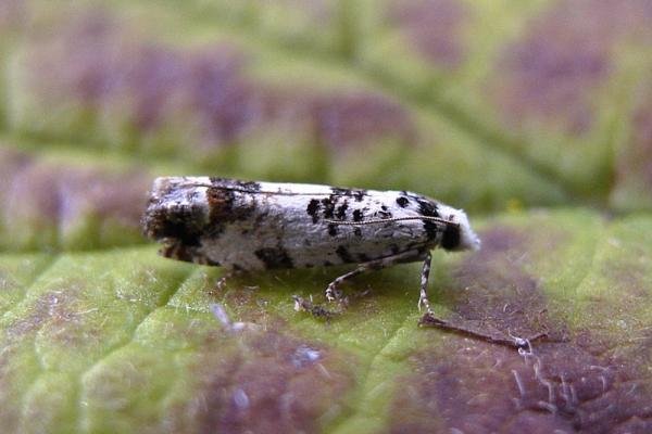 Eucosma campoliliana, adult. Chester-le-Street, 19-07-2007. Copyright Keith Dover.